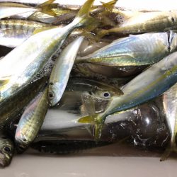 第二八坂丸 釣果