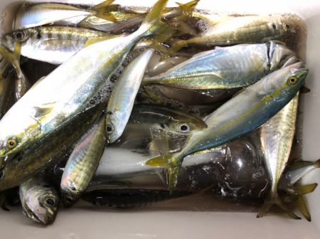 第二八坂丸 釣果