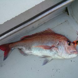 エンペラー 釣果