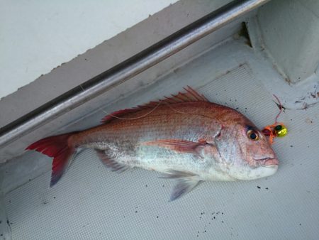 エンペラー 釣果