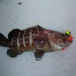 エンペラー 釣果