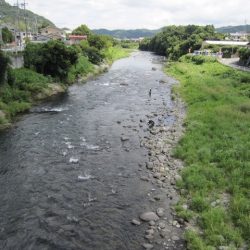 狩野川(狩野川漁業協同組合) 釣果