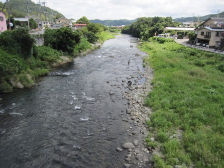 狩野川(狩野川漁業協同組合) 釣果