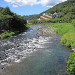 狩野川(狩野川漁業協同組合) 釣果