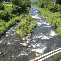 狩野川(狩野川漁業協同組合) 釣果