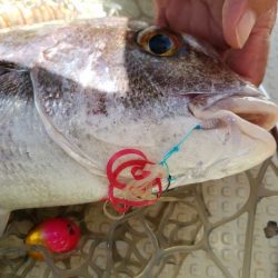 遊漁船 ニライカナイ 釣果