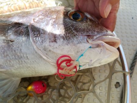 遊漁船 ニライカナイ 釣果
