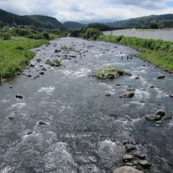 狩野川(狩野川漁業協同組合) 釣果