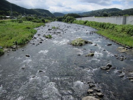 狩野川(狩野川漁業協同組合) 釣果