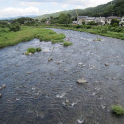狩野川(狩野川漁業協同組合) 釣果