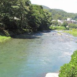 狩野川(狩野川漁業協同組合) 釣果