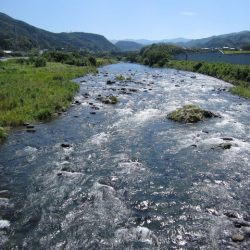 狩野川(狩野川漁業協同組合) 釣果