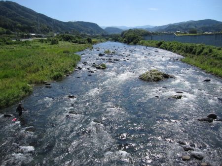 狩野川(狩野川漁業協同組合) 釣果