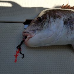遊漁船 ニライカナイ 釣果