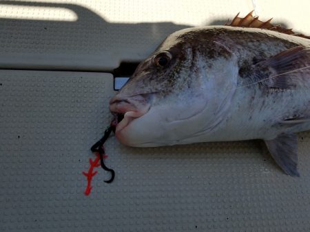 遊漁船 ニライカナイ 釣果