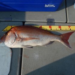 sea boss シーボス 釣果