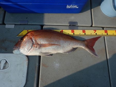 sea boss シーボス 釣果