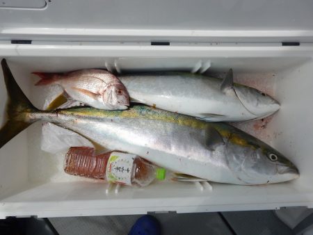 sea boss シーボス 釣果