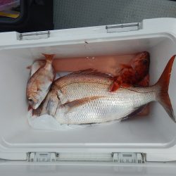 sea boss シーボス 釣果