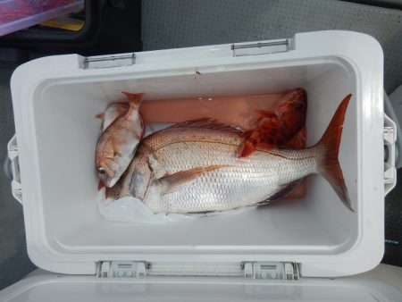 sea boss シーボス 釣果