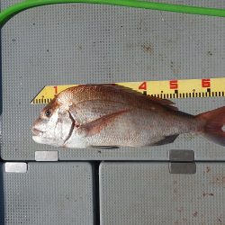 sea boss　シーボス 釣果