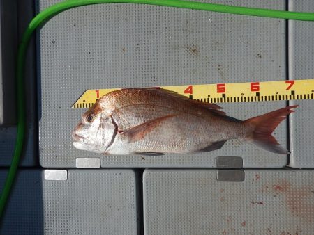 sea boss　シーボス 釣果