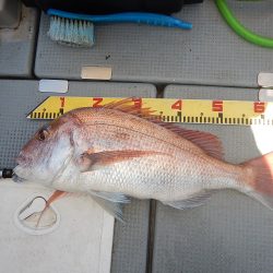 sea boss　シーボス 釣果