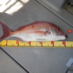 sea boss　シーボス 釣果