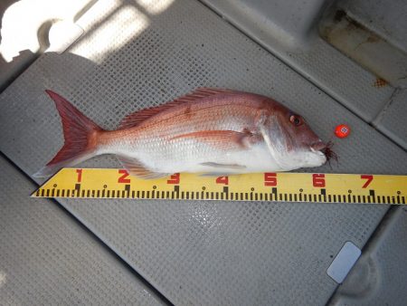 sea boss　シーボス 釣果