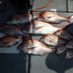 sea boss　シーボス 釣果