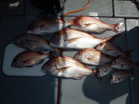 sea boss　シーボス 釣果