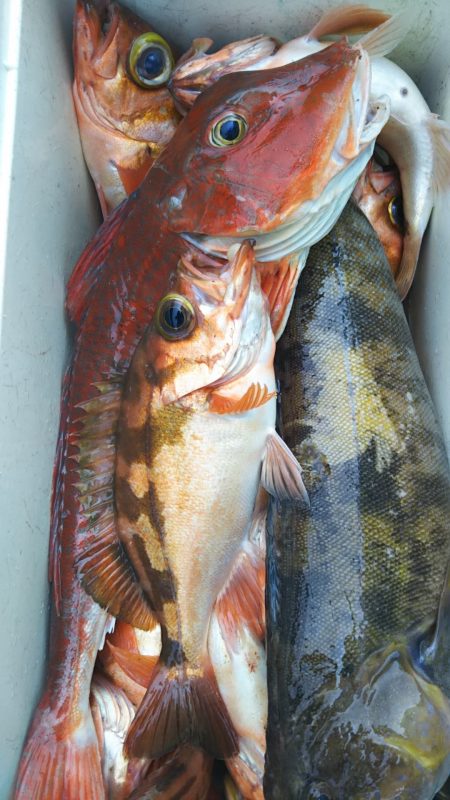 モンロー号 釣果