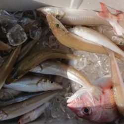 オーフリー 釣果