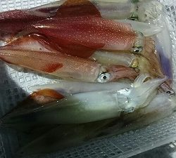 海龍丸(福岡) 釣果