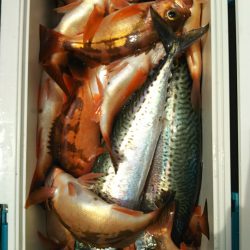 モンロー号 釣果