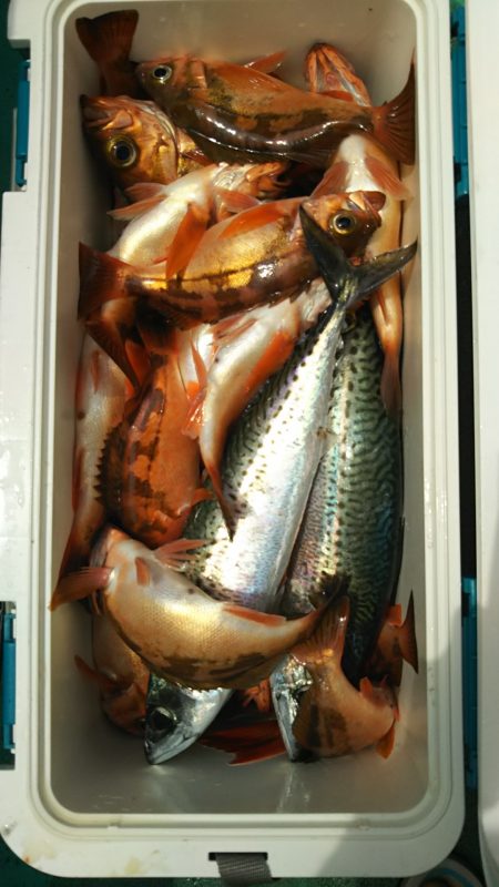 モンロー号 釣果