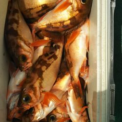 モンロー号 釣果