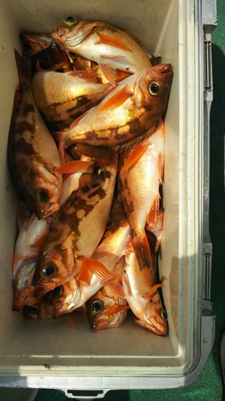 モンロー号 釣果