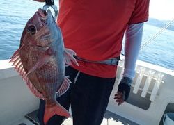 愛裕南丸 釣果