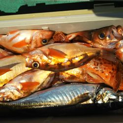 モンロー号 釣果