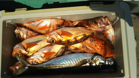 モンロー号 釣果