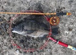 宮川丸 釣果