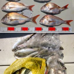 来温丸（らいおんまる） 釣果