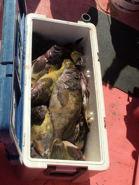 第八平成丸 釣果