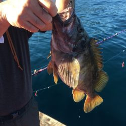 第八平成丸 釣果