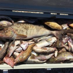 第八平成丸 釣果