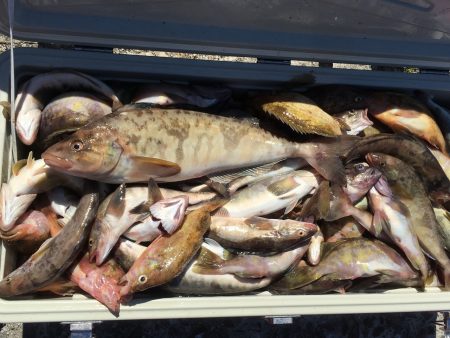 第八平成丸 釣果