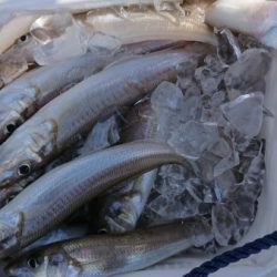 オーフリー 釣果