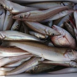 オーフリー 釣果