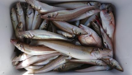 オーフリー 釣果